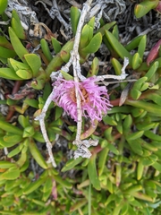 Carpobrotus chilensis