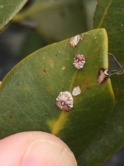 Ceroplastes sinensis