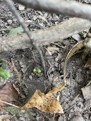 Proserpinaca palustris