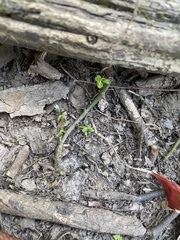 Proserpinaca palustris