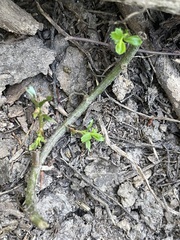 Proserpinaca palustris