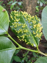 Brosimum alicastrum