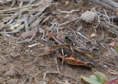 Melanoplus lakinus