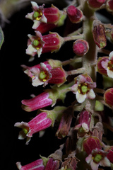 Escallonia pendula
