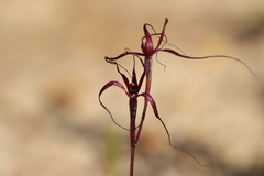 Caladenia sanguinea