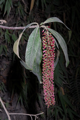 Escallonia pendula