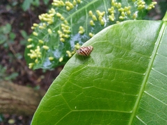 Brosimum alicastrum