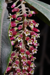 Escallonia pendula