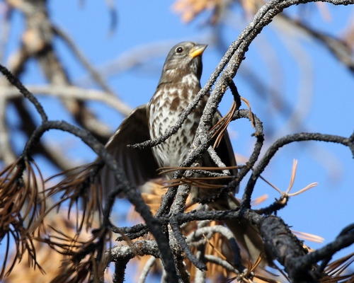 iNaturalist observation photo of Fox Sparrow
