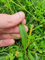 Hypochaeris albiflora