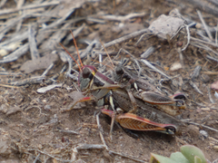 Melanoplus lakinus