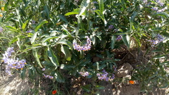 Solanum crispum