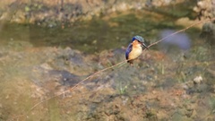 Corythornis vintsioides