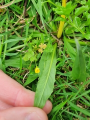 Hypochaeris albiflora