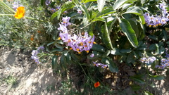 Solanum crispum