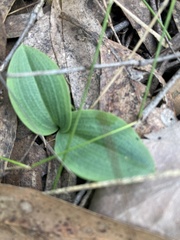 Chiloglottis