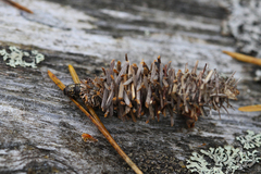 Phalacropterix graslinella