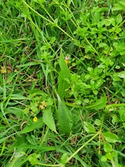 Hypochaeris albiflora