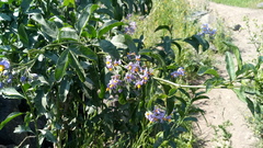 Solanum crispum