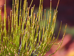 Ephedra viridis
