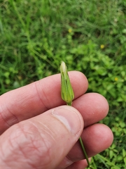 Hypochaeris albiflora