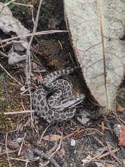 Crotalus triseriatus