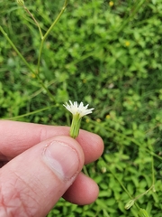 Hypochaeris albiflora