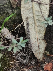 Crotalus triseriatus