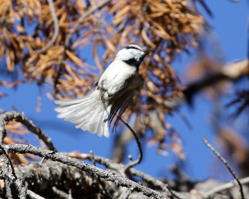 iNaturalist observation photo of Mountain Chickadee