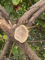 Hexagonia