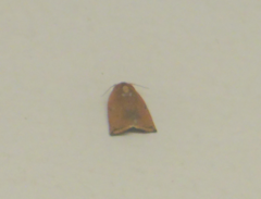 Lepidoptera