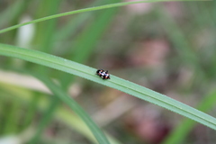 Eriopis connexa