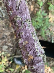Phlebiopsis crassa