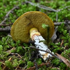 Suillus lakei