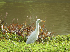 Ardea intermedia