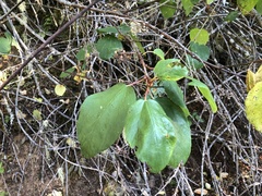 Ceanothus sanguineus