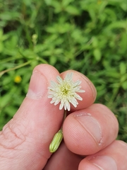 Hypochaeris albiflora