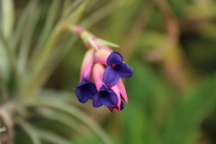 Tillandsia aeranthos