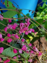 Antigonon leptopus