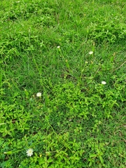 Hypochaeris albiflora