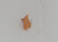 Striglina