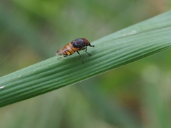 Stomorhina