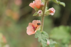Plebeia droryana