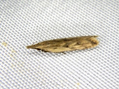 Dichomeridinae