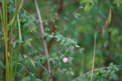 Symphoricarpos microphyllus