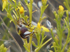 Copestylum marginatum