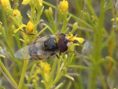 Copestylum marginatum
