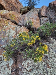 Ericameria cuneata spathulata
