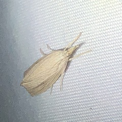 Eoreuma densellus