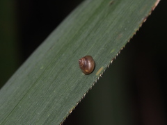 Kaliella